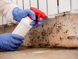 Professional Mold Prevention & Removal  in El Cerro, NM